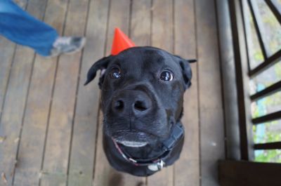 Black Lab